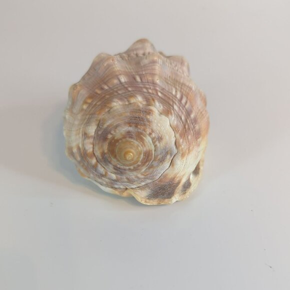 Vintage Cypraecassis Rufa Red Helmet Natural Seashell Nautical Home Decor - Picture 2 of 5